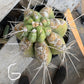 #EC210 Trichocereus Misfits Potted in 1 gallon Containers