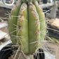 #EC210 Trichocereus Misfits Potted in 1 gallon Containers