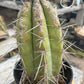 #EC210 Trichocereus Misfits Potted in 1 gallon Containers