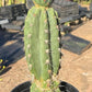 #EC210 Trichocereus Misfits Potted in 1 gallon Containers