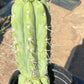 #EC210 Trichocereus Misfits Potted in 1 gallon Containers