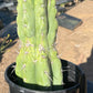 #EC210 Trichocereus Misfits Potted in 1 gallon Containers