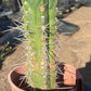 #EC210 Trichocereus Misfits Potted in 1 gallon Containers