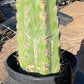 #EC210 Trichocereus Misfits Potted in 1 gallon Containers