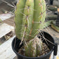 #EC210 Trichocereus Misfits Potted in 1 gallon Containers