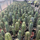 #EC210 Trichocereus Misfits Potted in 1 gallon Containers