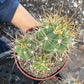 #EC222 EXACT Trichocereus Terschekii Cactus Cluster in 4” container