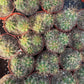 #EC222 EXACT Trichocereus Terschekii Cactus Cluster in 4” container