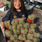 #EC222 EXACT Trichocereus Terschekii Cactus Cluster in 4” container