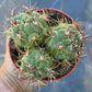 #EC223 EXACT Gymnocalycium Ornamental Cactus potted in 4”
