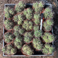 #EC223 EXACT Gymnocalycium Ornamental Cactus potted in 4”