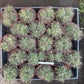 #EC223 EXACT Gymnocalycium Ornamental Cactus potted in 4”