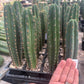 #EC225 Variety of Trichocereus Hybrid Cactus Bargain Potted Seedlings For Sale