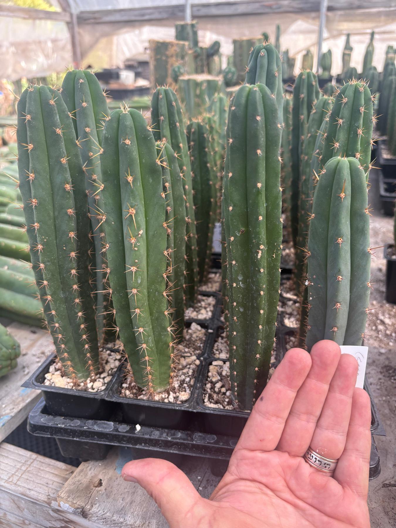 #EC225 Variety of Trichocereus Hybrid Cactus Bargain Potted Seedlings For Sale