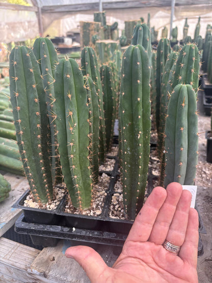 #EC225 Variety of Trichocereus Hybrid Cactus Bargain Potted Seedlings For Sale
