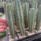 #EC225 Variety of Trichocereus Hybrid Cactus Bargain Potted Seedlings For Sale