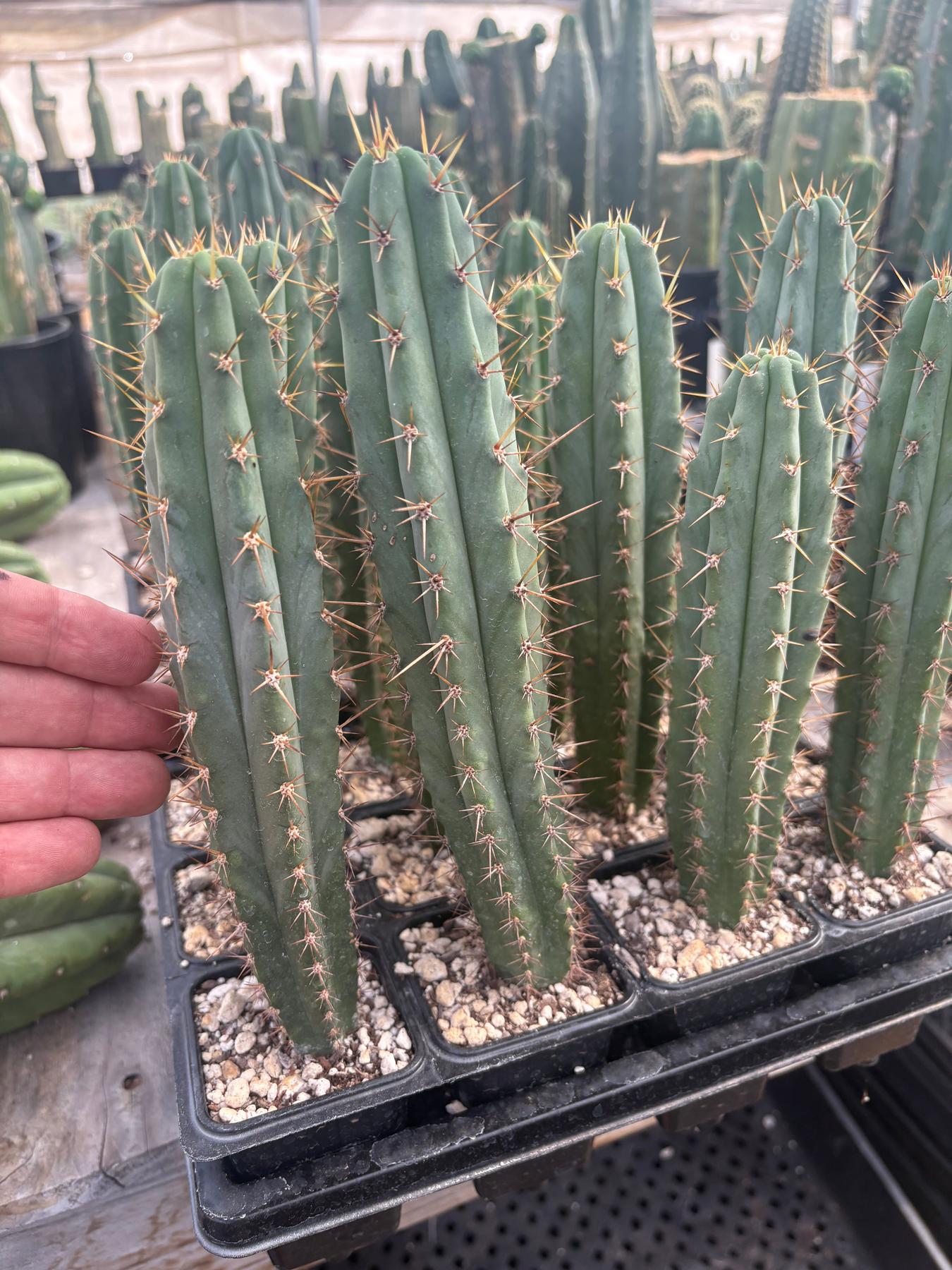 #EC225 Variety of Trichocereus Hybrid Cactus Bargain Potted Seedlings For Sale