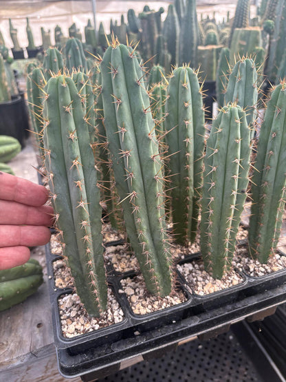 #EC225 Variety of Trichocereus Hybrid Cactus Bargain Potted Seedlings For Sale