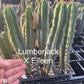 #EC225 Variety of Trichocereus Hybrid Cactus Bargain Potted Seedlings For Sale