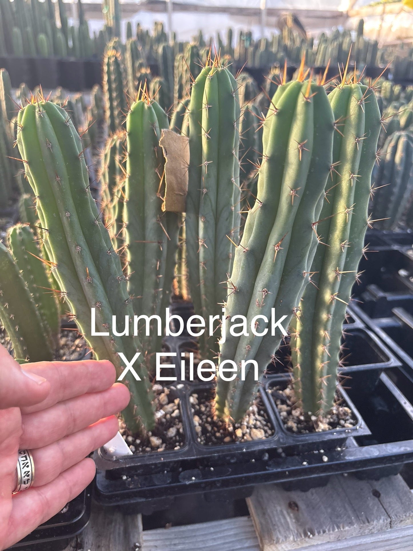 #EC225 Variety of Trichocereus Hybrid Cactus Bargain Potted Seedlings For Sale
