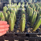 #EC225 Variety of Trichocereus Hybrid Cactus Bargain Potted Seedlings For Sale