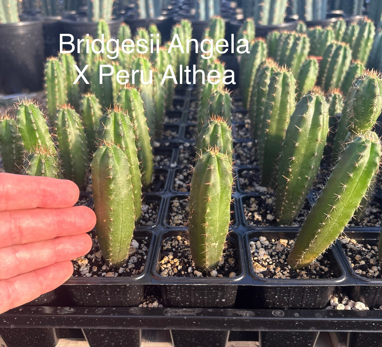 #EC225 Variety of Trichocereus Hybrid Cactus Bargain Potted Seedlings For Sale