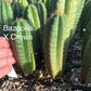 #EC225 Variety of Trichocereus Hybrid Cactus Bargain Potted Seedlings For Sale