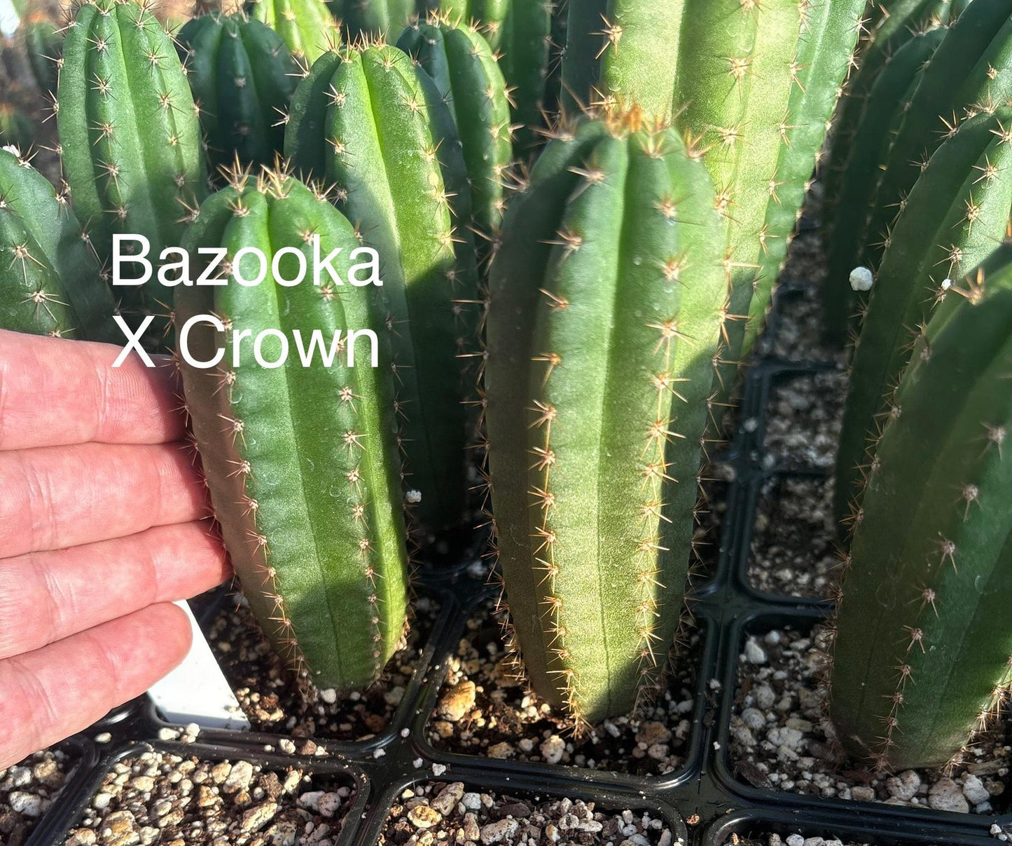 #EC225 Variety of Trichocereus Hybrid Cactus Bargain Potted Seedlings For Sale