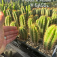 #EC225 Variety of Trichocereus Hybrid Cactus Bargain Potted Seedlings For Sale