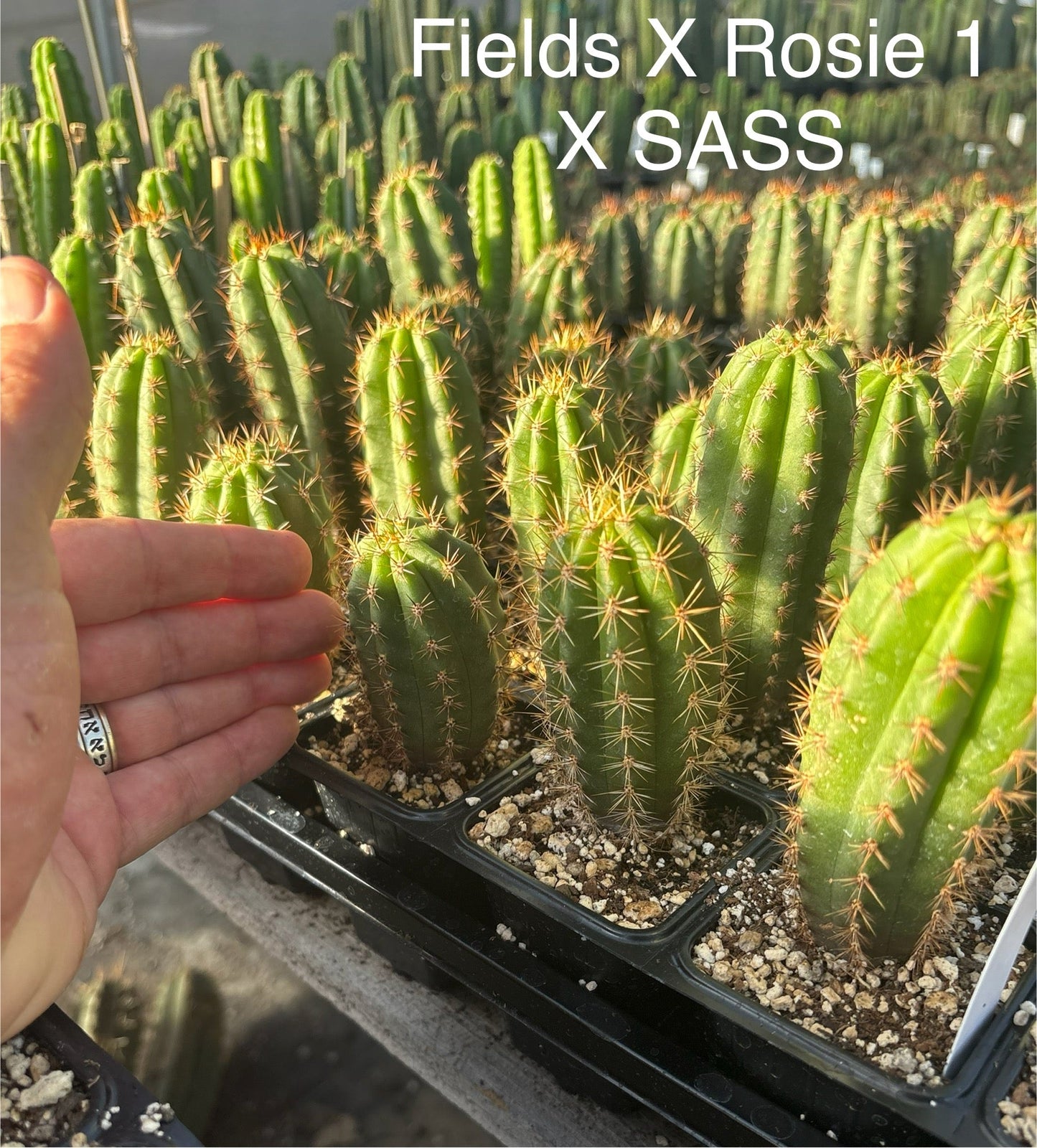 #EC225 Variety of Trichocereus Hybrid Cactus Bargain Potted Seedlings For Sale
