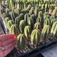 #EC225 Variety of Trichocereus Hybrid Cactus Bargain Potted Seedlings For Sale