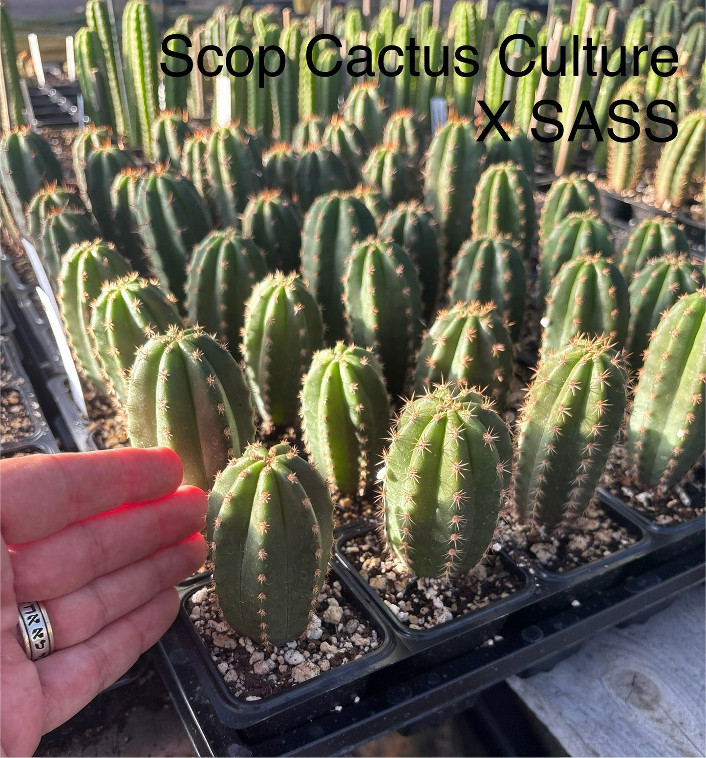 #EC225 Variety of Trichocereus Hybrid Cactus Bargain Potted Seedlings For Sale