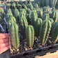#EC225 Variety of Trichocereus Hybrid Cactus Bargain Potted Seedlings For Sale