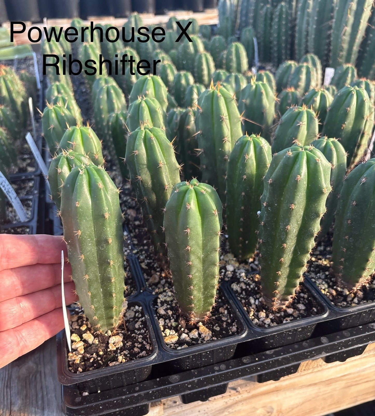 #EC225 Variety of Trichocereus Hybrid Cactus Bargain Potted Seedlings For Sale