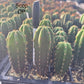 #EC225 Variety of Trichocereus Hybrid Cactus Bargain Potted Seedlings For Sale