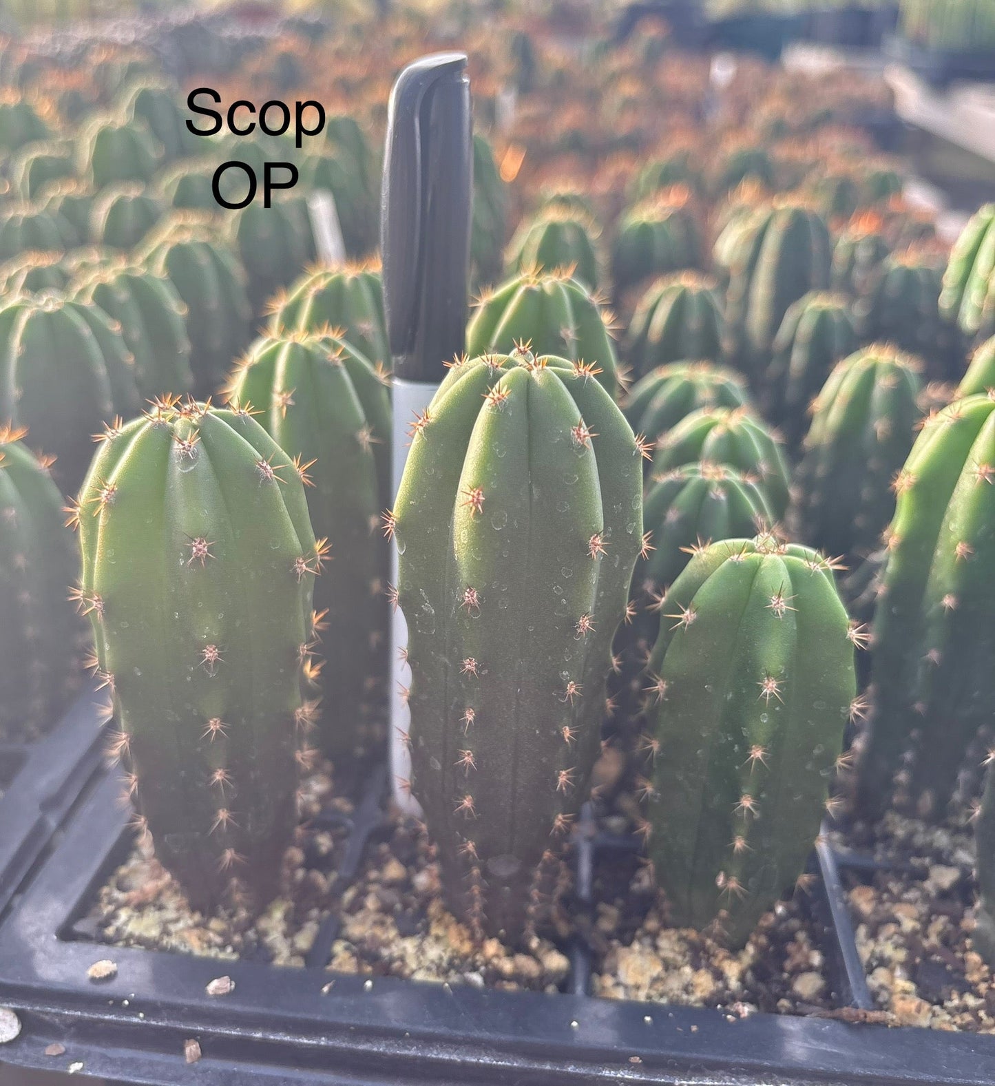 #EC225 Variety of Trichocereus Hybrid Cactus Bargain Potted Seedlings For Sale
