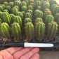 #EC225 Variety of Trichocereus Hybrid Cactus Bargain Potted Seedlings For Sale