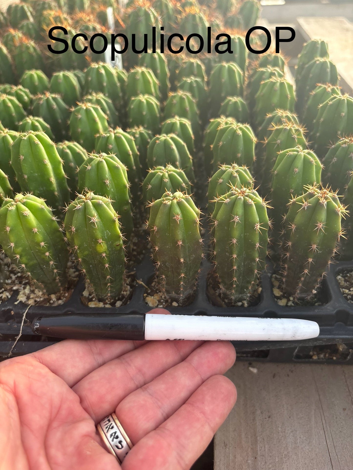 #EC225 Variety of Trichocereus Hybrid Cactus Bargain Potted Seedlings For Sale