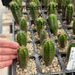 #EC225 Variety of Trichocereus Hybrid Cactus Bargain Potted Seedlings For Sale