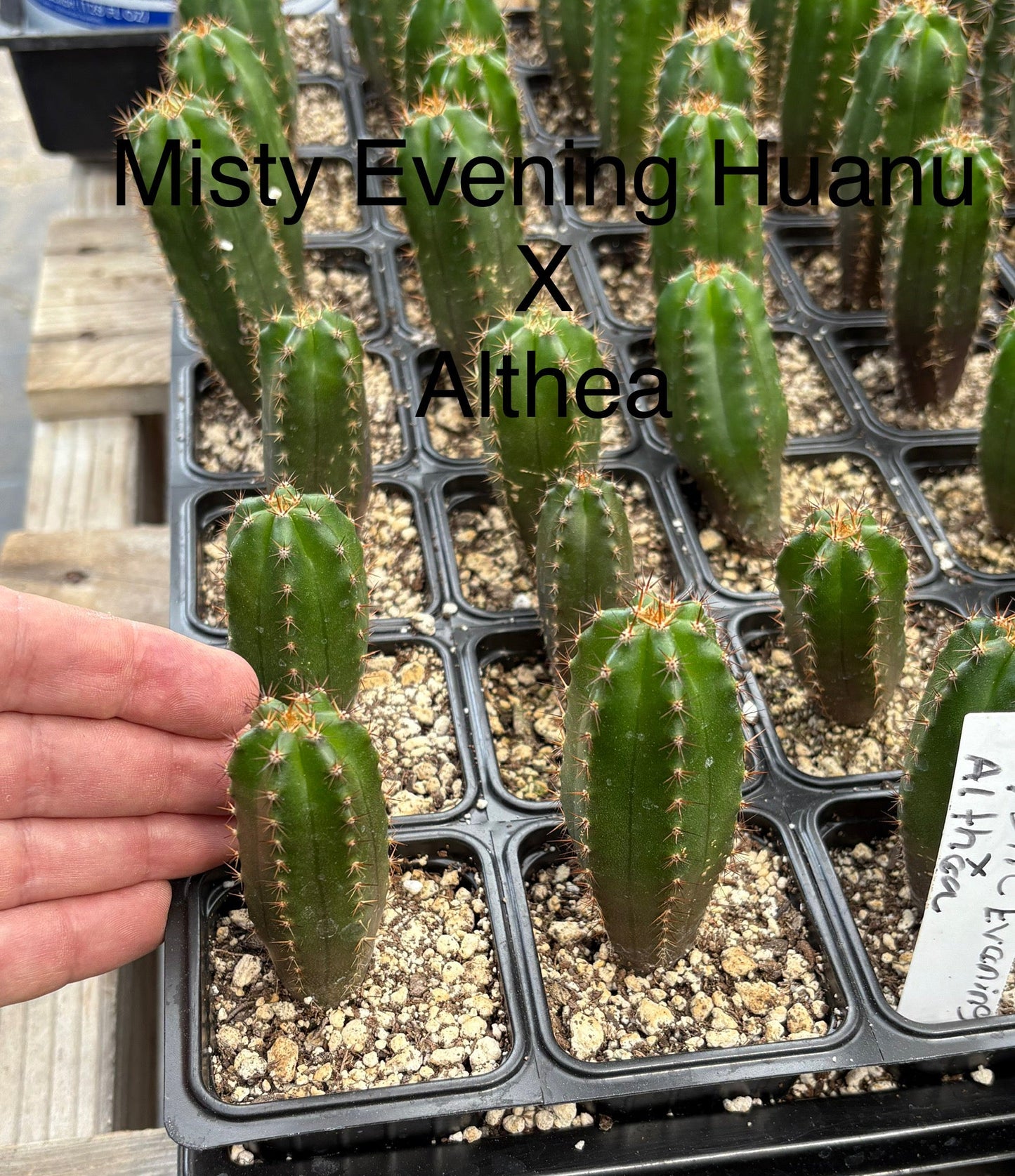 #EC225 Variety of Trichocereus Hybrid Cactus Bargain Potted Seedlings For Sale