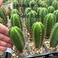 #EC225 Variety of Trichocereus Hybrid Cactus Bargain Potted Seedlings For Sale