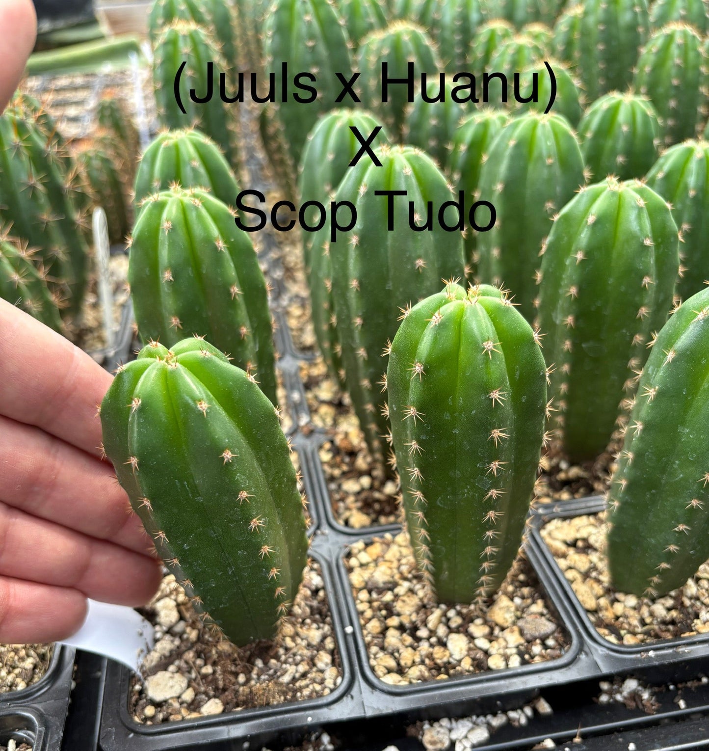 #EC225 Variety of Trichocereus Hybrid Cactus Bargain Potted Seedlings For Sale