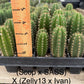 #EC225 Variety of Trichocereus Hybrid Cactus Bargain Potted Seedlings For Sale