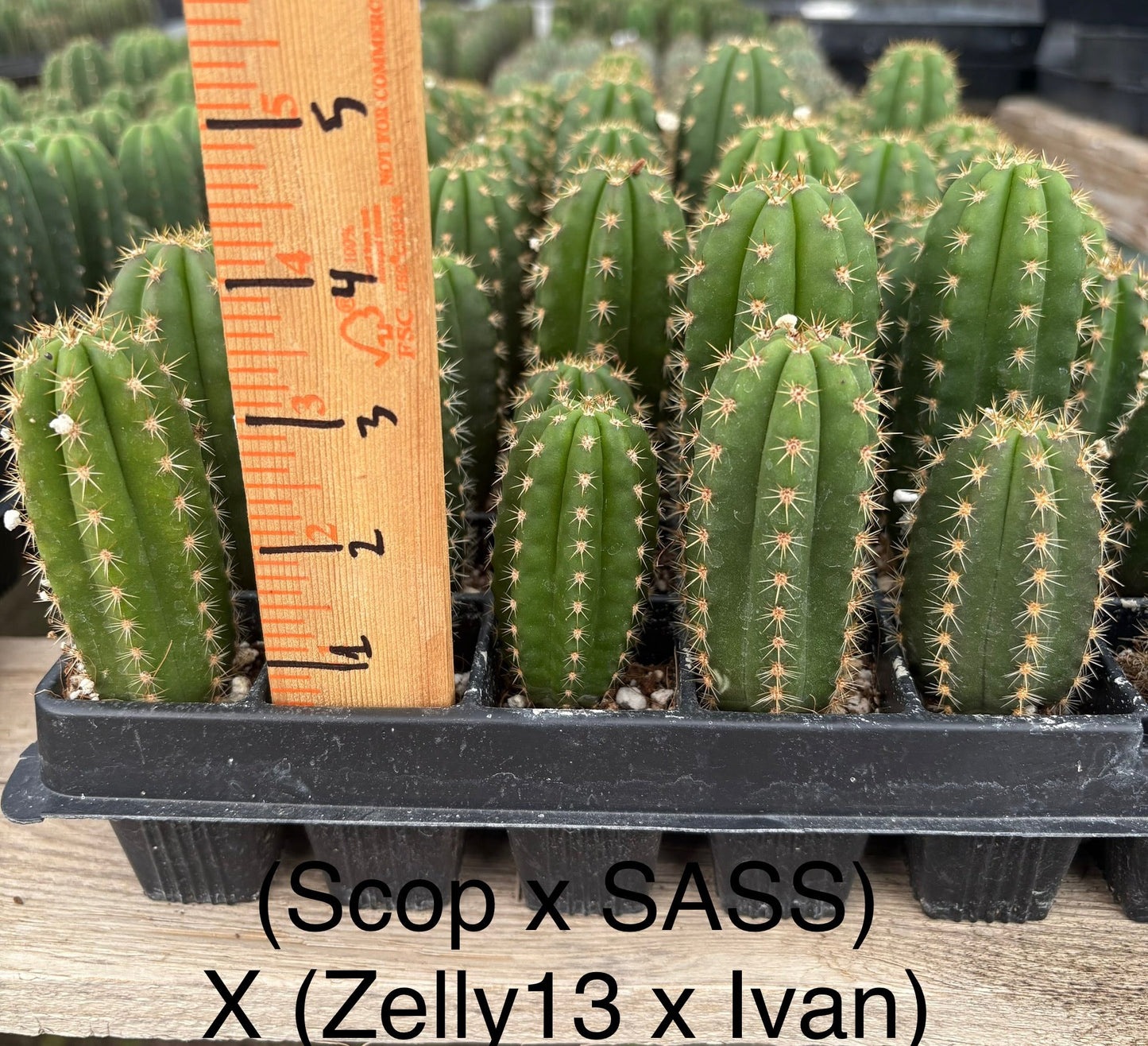 #EC225 Variety of Trichocereus Hybrid Cactus Bargain Potted Seedlings For Sale