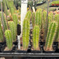 #EC225 Variety of Trichocereus Hybrid Cactus Bargain Potted Seedlings For Sale