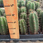 #EC225 Variety of Trichocereus Hybrid Cactus Bargain Potted Seedlings For Sale