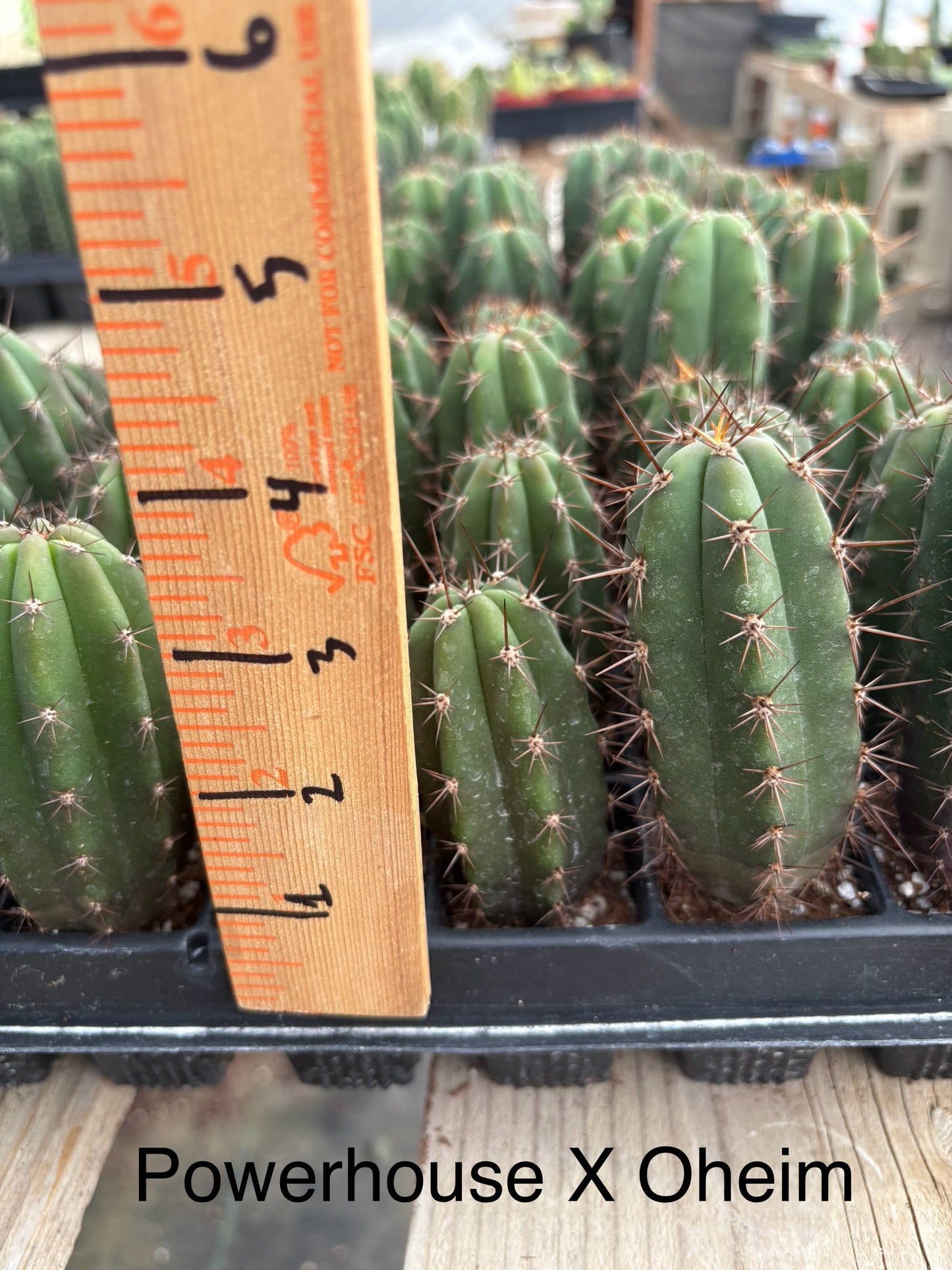 #EC225 Variety of Trichocereus Hybrid Cactus Bargain Potted Seedlings For Sale
