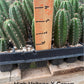 #EC225 Variety of Trichocereus Hybrid Cactus Bargain Potted Seedlings For Sale
