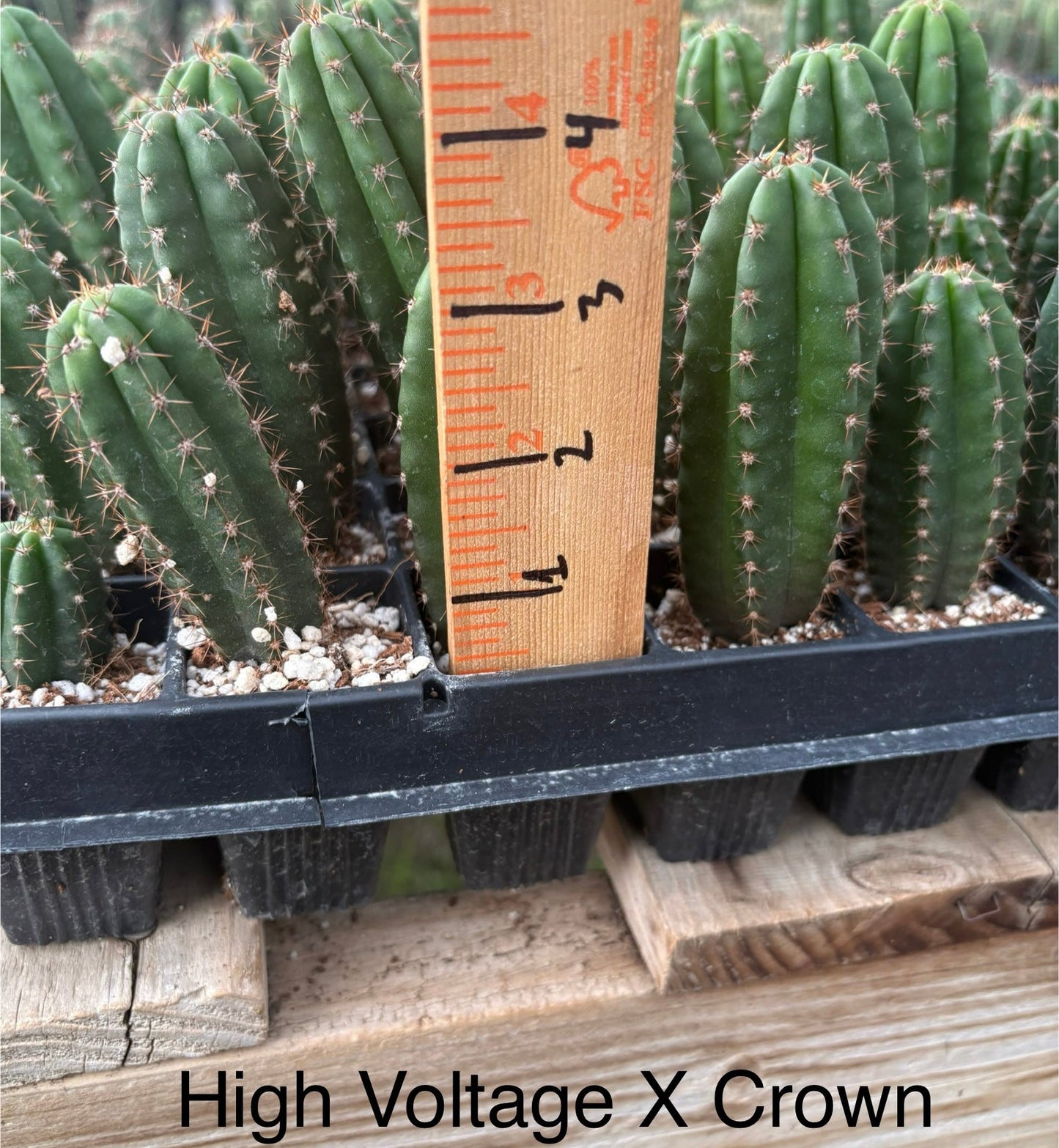 #EC225 Variety of Trichocereus Hybrid Cactus Bargain Potted Seedlings For Sale