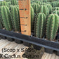 #EC225 Variety of Trichocereus Hybrid Cactus Bargain Potted Seedlings For Sale